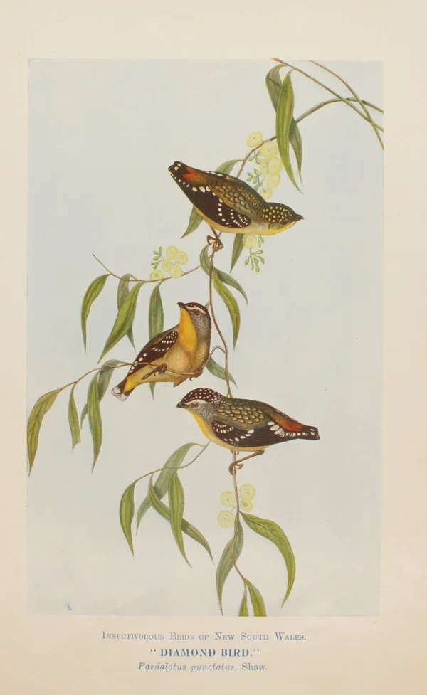 grande surprise Antiquarian Print Shop Bird, North Alfred John, Diamond Bird, Insectivorous Birds Of NSW, 1896-7 1