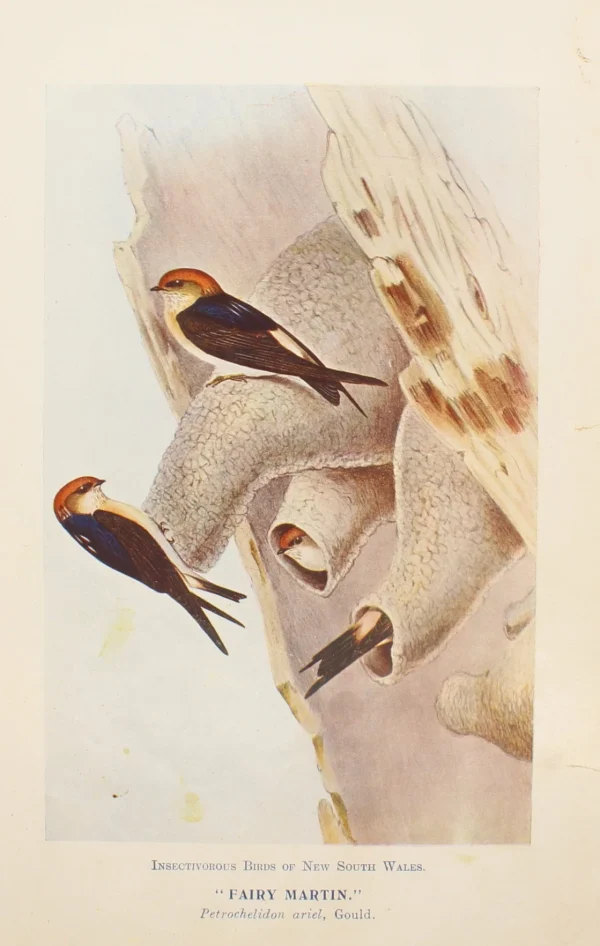 qualité supérieure Antiquarian Print Shop Bird, North Alfred John, Fairy Martin, Insectivorous Birds Of NSW, 1896-7 1