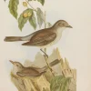 prix pas cher Antiquarian Print Shop Bird, North, Alfred John, Grey Shrike Thrush, Insectiverous Birds Of NSW, 1896-7 1896-7 7