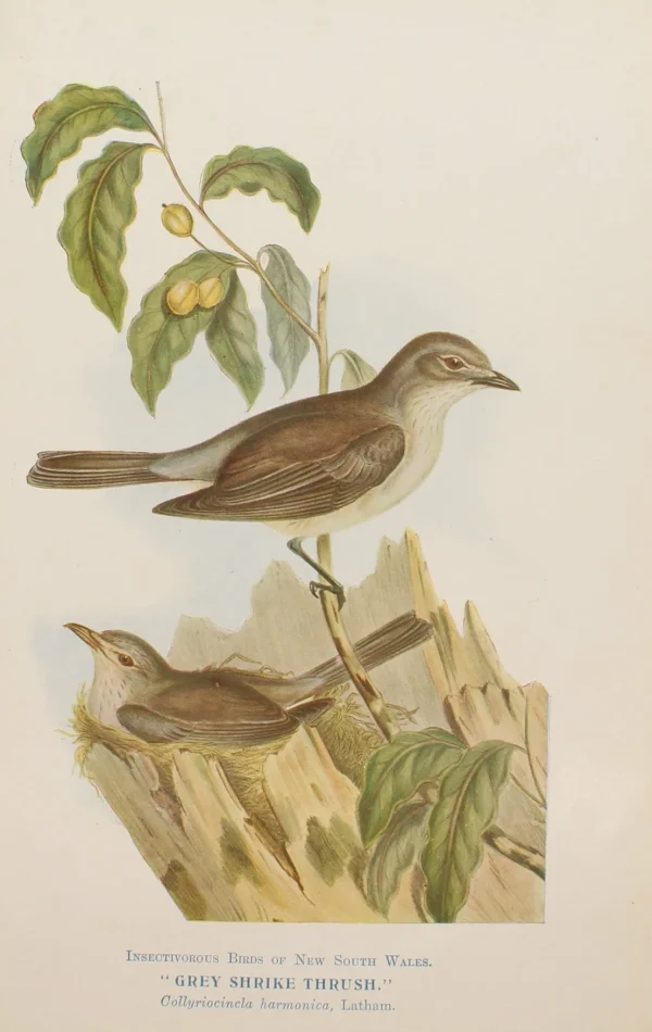 prix pas cher Antiquarian Print Shop Bird, North, Alfred John, Grey Shrike Thrush, Insectiverous Birds Of NSW, 1896-7 1896-7 1