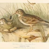 Antiquarian Print Shop Bird, North, Alfred John, Ground Lark, Insectiverous Birds Of NSW, 1896-7 1896-7 en vente 5