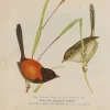 en france Antiquarian Print Shop Bird, North, Alfred John, Orange Backed Wren, Insectivorous Birds Of NSW, 1896-7 5