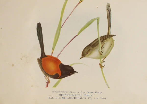 en france Antiquarian Print Shop Bird, North, Alfred John, Orange Backed Wren, Insectivorous Birds Of NSW, 1896-7 1