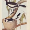 Antiquarian Print Shop Bird, North, Alfred John, Pee Wee, Insectivorous Birds Of NSW, 1896-7 boutique en ligne 5