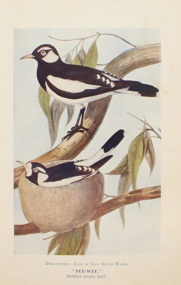 Antiquarian Print Shop Bird, North, Alfred John, Pee Wee, Insectivorous Birds Of NSW, 1896-7 boutique en ligne 1