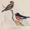 Antiquarian Print Shop Bird, North, Alfred John, Red Capped Robin, Insectivorous Birds Of NSW, 1896-7 Livraison Standard/Rapide 5