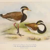 Antiquarian Print Shop Bird, North Alfred John, Black Breasted Plover, Insectivorous Birds Of NSW, 1896-7 en solde 7