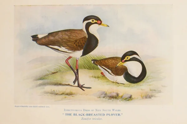 Antiquarian Print Shop Bird, North Alfred John, Black Breasted Plover, Insectivorous Birds Of NSW, 1896-7 en solde 1