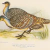 Antiquarian Print Shop Bird, North Alfred John, Mallee Fowl Or Lowan, Insectivorous Birds Of NSW, 1896-7 magasin en ligne france 5