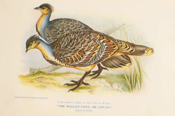 Antiquarian Print Shop Bird, North Alfred John, Mallee Fowl Or Lowan, Insectivorous Birds Of NSW, 1896-7 magasin en ligne france 1