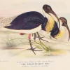 Antiquarian Print Shop Bird, North Alfred John, Straw Necked Ibis, Insectivorous Birds Of NSW, 1896 excellente qualité 7