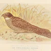 à prix d'occasion Antiquarian Print Shop Bird, North Alfred John, White Throated Nightjar, Insectivorous Birds Of NSW, 1896 7