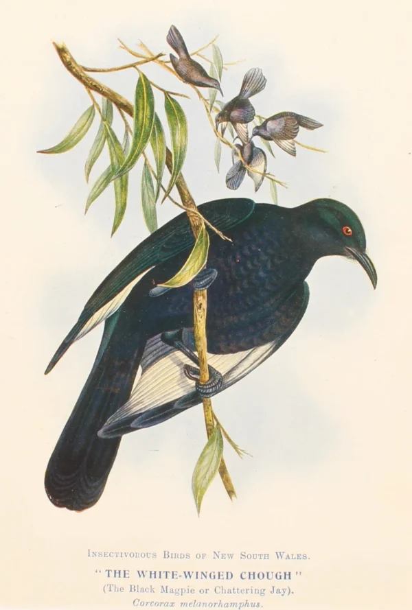 Antiquarian Print Shop Bird, North Alfred John, White Winged Chough Insectivorous Birds Of NSW, 1896 magasin solde 1