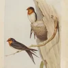 Antiquarian Print Shop Bird, North Alfred John, Welcome Swallow, Insectivorous Birds Of NSW, 1896 beauté 7