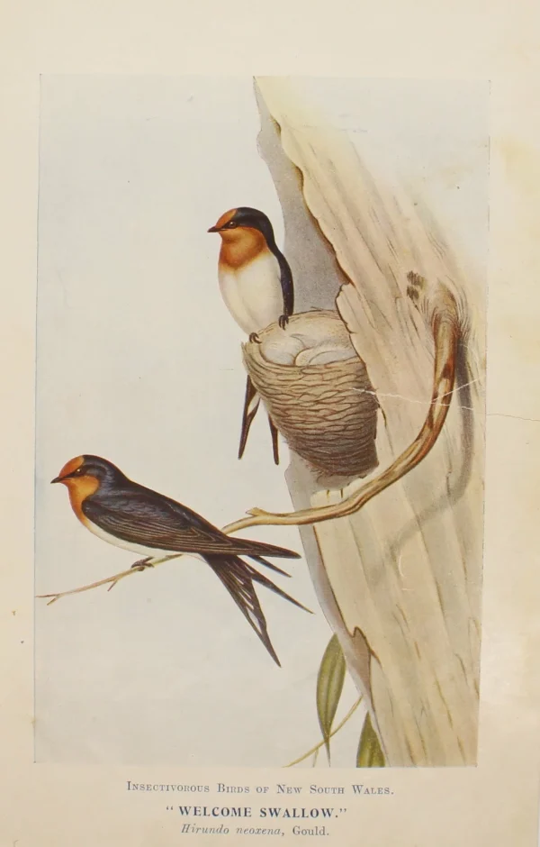 Antiquarian Print Shop Bird, North Alfred John, Welcome Swallow, Insectivorous Birds Of NSW, 1896 beauté 1