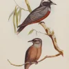 Antiquarian Print Shop Bird, North Alfred John, White Browed Wood Swallow, Insectivorous Birds Of NSW, 1896 achat 5