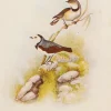 Antiquarian Print Shop Bird, North Alfred John, White Fronted Chat, Insectivorous Birds Of NSW, 1896-7 De Qualité 7