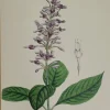 Antiquarian Print Shop Botanical, Constans, L, The Lilac Thyrsacanth, Plate 53, C1850 Les achats en ligne 7