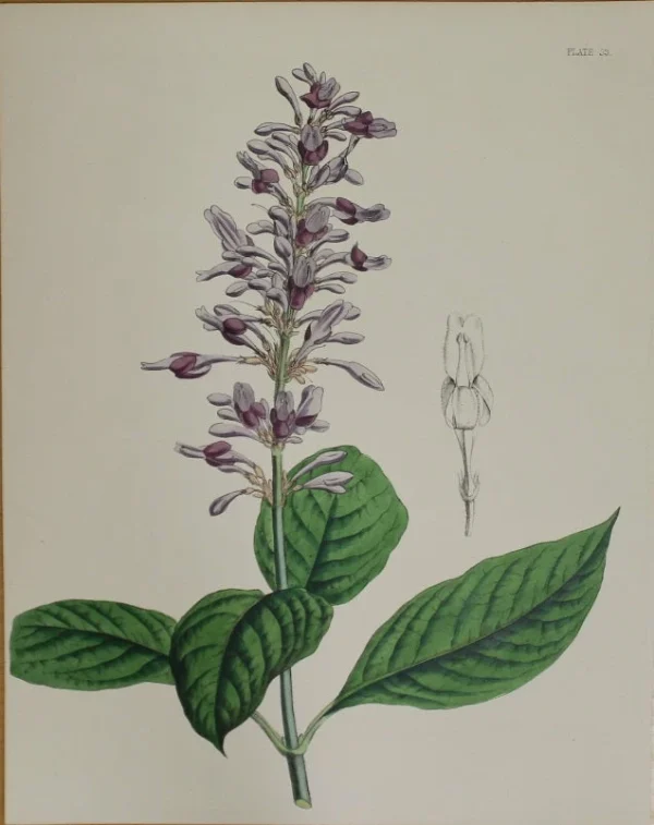 Antiquarian Print Shop Botanical, Constans, L, The Lilac Thyrsacanth, Plate 53, C1850 Les achats en ligne 1