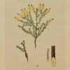 Antiquarian Print Shop Botanical, Brown John Ednie, Melaluca Squarrosa, Chromolithograph, 1882-1890 en promotion 5