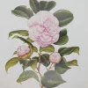 Antiquarian Print Shop Botanical, Longhurst Peter, Camellia, Comtesse Woronzoff, C. X Japonica, Japan, Plate 19, 1858 france 7