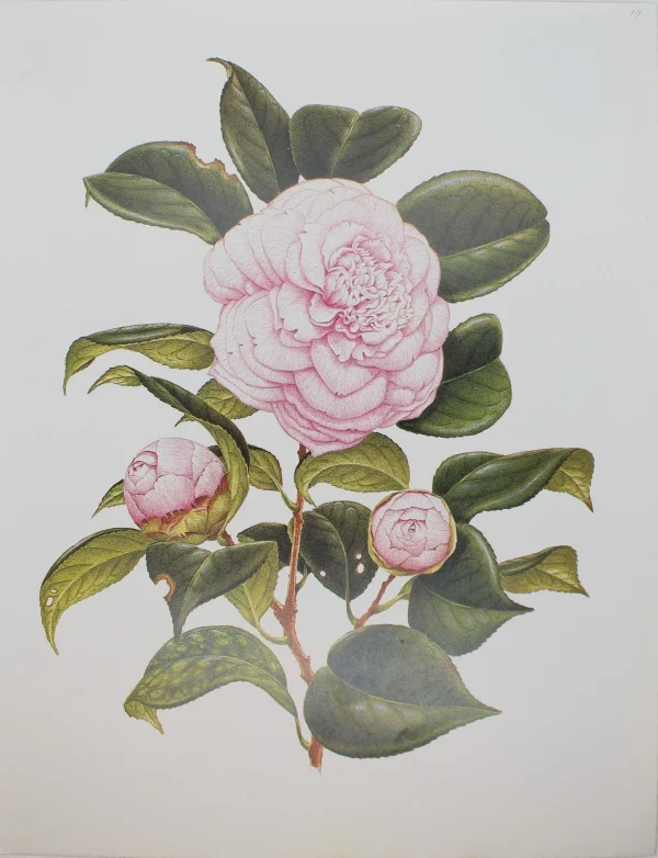 Antiquarian Print Shop Botanical, Longhurst Peter, Camellia, Comtesse Woronzoff, C. X Japonica, Japan, Plate 19, 1858 france 1