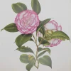 magasin en ligne Antiquarian Print Shop Botanical, Longhurst Peter, Camellia, Unknown, Plate 38 7