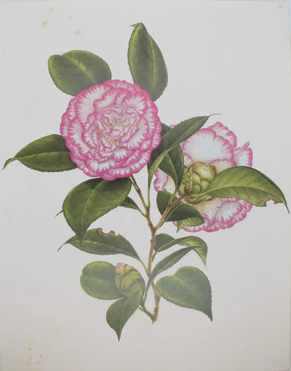 magasin en ligne Antiquarian Print Shop Botanical, Longhurst Peter, Camellia, Unknown, Plate 38 1