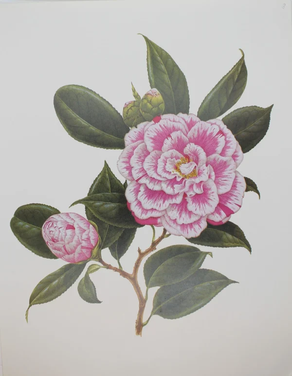 grande promotion Antiquarian Print Shop Botanical, Longhurst Peter, Camellia, Donckelarii C. X Japonica, Plate 3, 1783 1