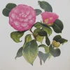 Neuve avec étiquette Antiquarian Print Shop Botanical, Longhurst Peter, Camellia, Unknown, Plate 42 5