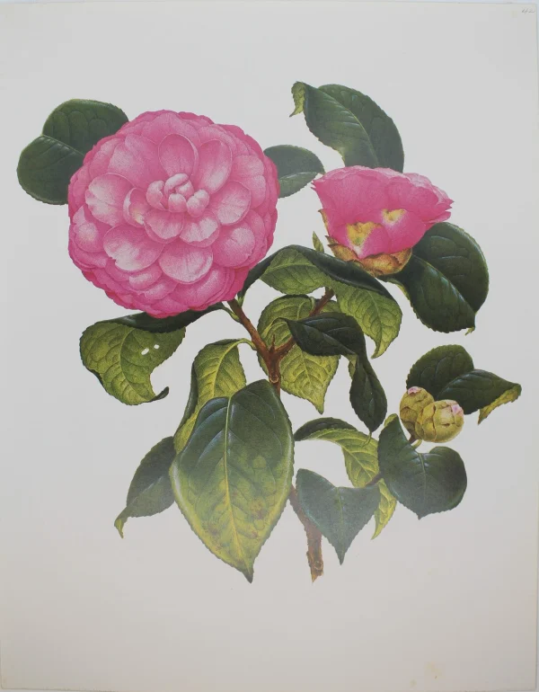 Neuve avec étiquette Antiquarian Print Shop Botanical, Longhurst Peter, Camellia, Unknown, Plate 42 1