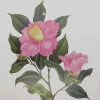 Antiquarian Print Shop Botanical, Longhurst Peter, Camellia, Plate 46 commentaire favorable 7