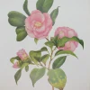 Antiquarian Print Shop Botanical, Longhurst Peter, Camellia, Plate 51 vente en ligne pas cher 7