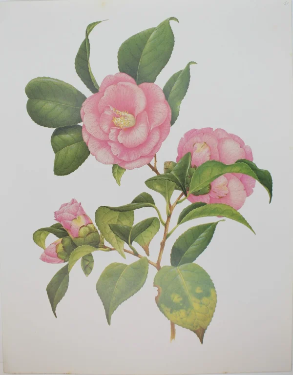 Antiquarian Print Shop Botanical, Longhurst Peter, Camellia, Plate 51 vente en ligne pas cher 1