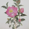 Antiquarian Print Shop Botanical, Longhurst Peter, Camellia, Levertons, C. X Japonica, Plate 44, 1946 Livraison internationale 7