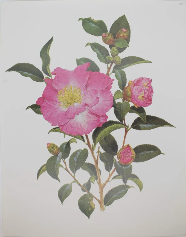 Antiquarian Print Shop Botanical, Longhurst Peter, Camellia, Levertons, C. X Japonica, Plate 44, 1946 Livraison internationale 1