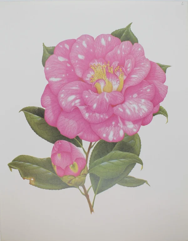 Antiquarian Print Shop Botanical, Longhurst Peter, Camellia, Oniji, C. X Japonica, Japan, Plate 6, 1932 Paris 1