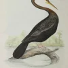 Antiquarian Print Shop Bird, Diggles, Silvester, Plotus Novae Hollandiae, 1817-1880 luxe soldes 7