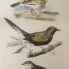 dernière tendance Antiquarian Print Shop Bird, Diggles, Silvester, Set Of Three Birds, Published In Brisbane 5