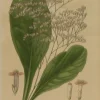 Antiquarian Print Shop Botanical, Step Edward, Sea Lavender , 1896 marque moins cher 7