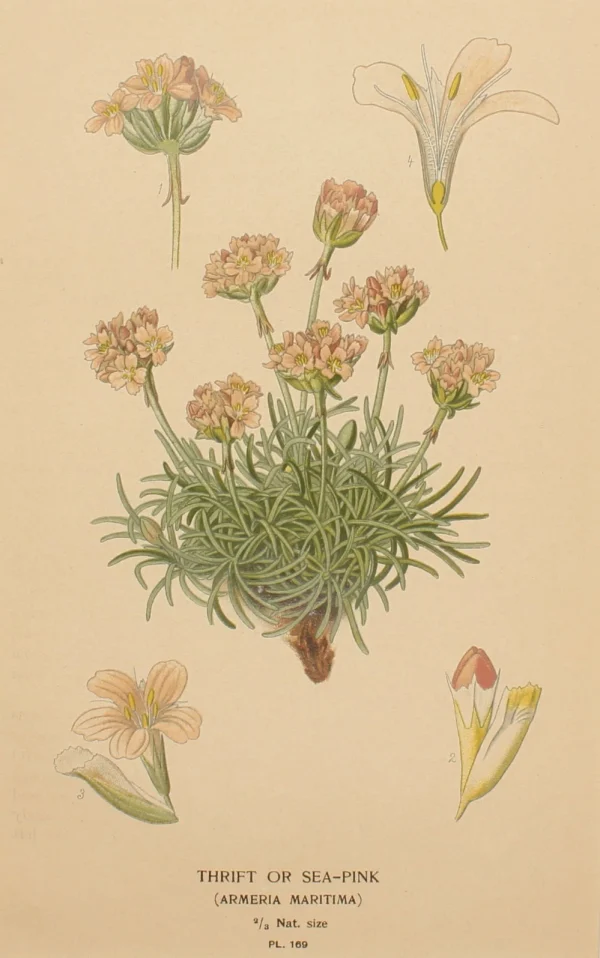 Antiquarian Print Shop Botanical, Step Edward, Thrift , 1896 vente pas cher 1