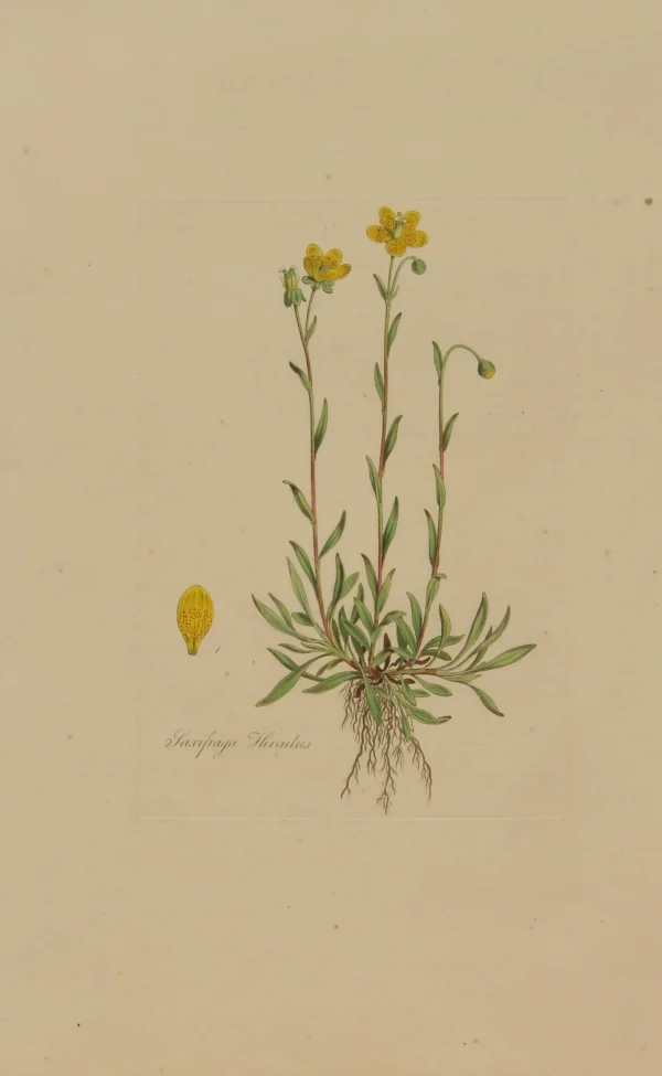 Antiquarian Print Shop Botanical, Curtis William, Taxifraga Hirculus, Flora Londinensis, C1817 soldes pas cher 1