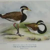 boutique en ligne Antiquarian Print Shop Bird, North Alfred John, Black Breasted Plover, 1921 5