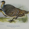 mode Antiquarian Print Shop Bird, North Alfred John, Mallee Fowl, Insectivorous Birds Of NSW,1921 5