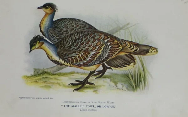 mode Antiquarian Print Shop Bird, North Alfred John, Mallee Fowl, Insectivorous Birds Of NSW,1921 1