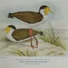 Antiquarian Print Shop Bird, Spur Winged Plover, North, Alfred John,1921 remise en ligne 5