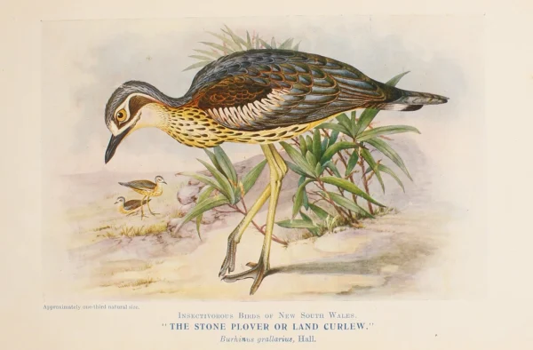 boutique en ligne Antiquarian Print Shop Bird, North Alfred John, Land Curlew Or Stone Plover, Insectivorous Birds Of NSW, 1896-7 1