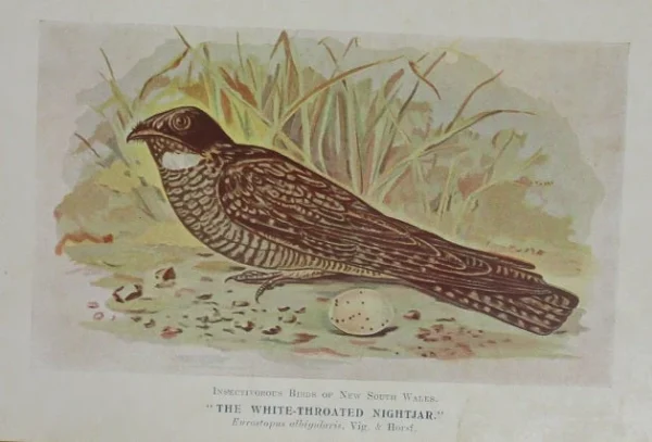 authentiques Antiquarian Print Shop Bird, White Throated Nightjar, North, Alfred John,1921 1