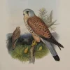 solde en ligne Antiquarian Print Shop Bird, Gould John, Tinnunculus Alaudarius, 1862-1873 7