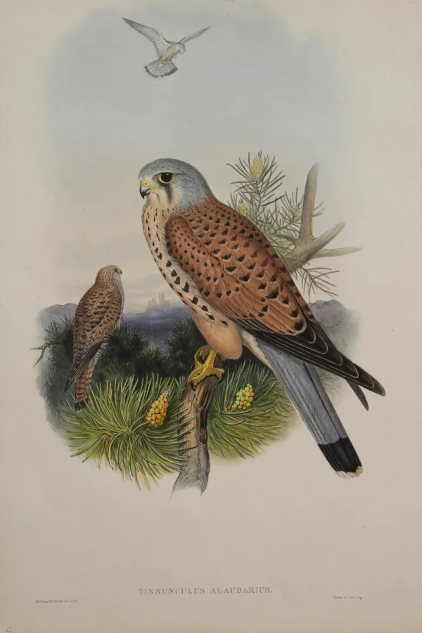 solde en ligne Antiquarian Print Shop Bird, Gould John, Tinnunculus Alaudarius, 1862-1873 1